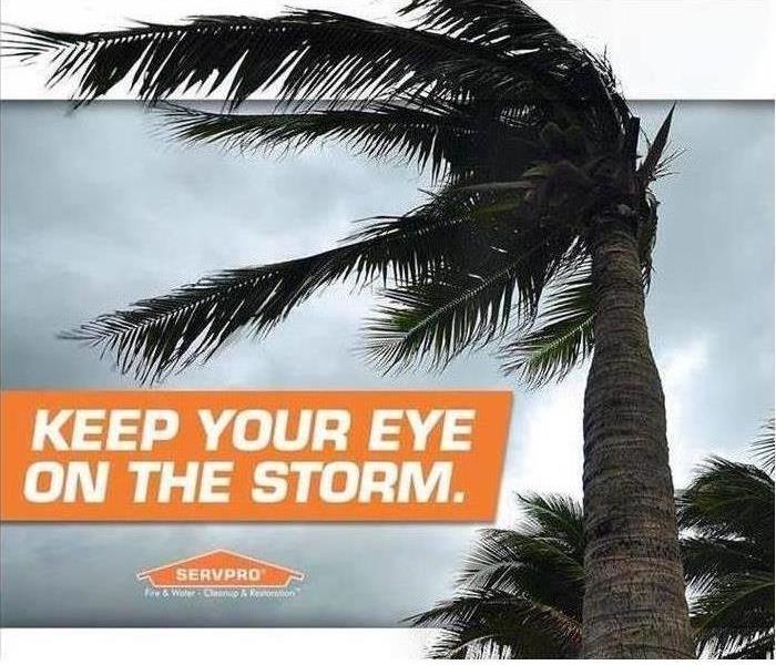 How to Choose A Storm Restoration Company? - Image of palm tree in wind.